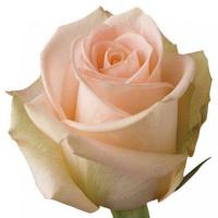 Троянда Тіфані 80 см. Еквадор (шт, кремовий)
