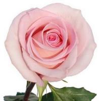Троянда Софія 50 см. Еквадор (шт, рожевий)