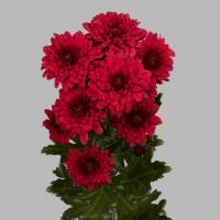 Хризантема кущ. Ламіра 70-80гр/70см Голландія (шт, червоний/red)