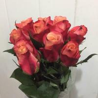 Троянда Хелен 60 см. Кенія (шт, червоно-кремовий)