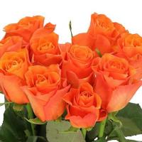 Троянда Оранж вейв 80 см. Кенія  (шт, помаранчевий)