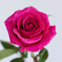 Троянда Брізер 60см. Еквадор (шт, малиновий)
