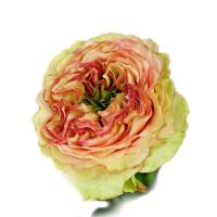 Троянда Шармінг Корнелі 60см. Еквадор (шт, жовто-помаранчевий)