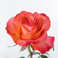Троянда Ялах 60см. Еквадор (шт, помаранчевий)