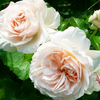 Троянда Кендлайт 80см. Еквадор (шт, рожево-кремовий)