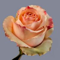 Троянда Карп дім 80см. Еквадор (шт, персиковий)
