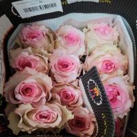 Троянда Мандала 80см. Еквадор (шт, біло-рожевий)