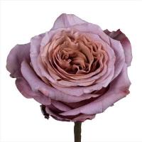 Троянда Пюрпл мун 60см. Еквадор (шт, бузковий)