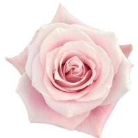 Троянда Шай 60см. Еквадор (шт, рожевий)