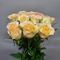 Троянда Брінесса 60см. Кенія (шт, рожево-кремовий)
