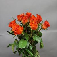 Троянда Патз 60см. Кенія (шт, помаранчевий)