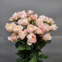 Троянда кущ. Романтик пінк 50 см. Кенія Tambuzi (шт, біло-рожевий)