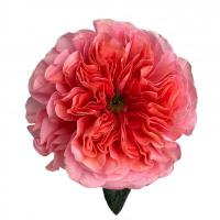 Троянда Кенді Експрешін 40 см. Еквадор (шт, рожевий)