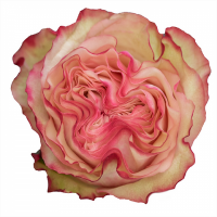 Троянда Кантрі кенді 40см. Еквадор (шт, біло-рожевий)