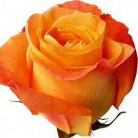 Троянда Конфіденціал 80см. Еквадор (шт, помаранчевий)