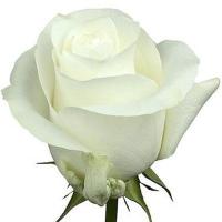 Троянда Прауд 60см. Кенія  (шт, білий)