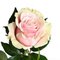 Троянда Пінк мондіаль 40см Еквадор (шт, рожево-кремовий)