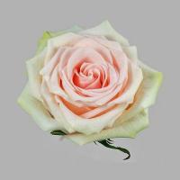 Троянда Салма 40см Еквадор (шт, рожевий)