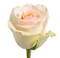 Троянда Прімавера 40см Еквадор (шт, кремовий)