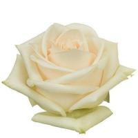 Троянда Соул 40см Еквадор (шт, світло-кремовий)