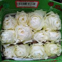 Троянда Колдплей 80см Еквадор (шт, білий)