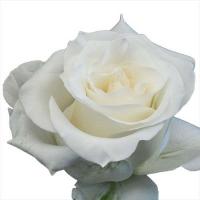 Троянда Сноублісс 90см Еквадор (шт, білий)