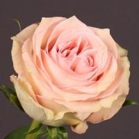 Троянда Світ елеганс 70см. Еквадор (шт, рожевий)