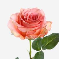 Троянда Пінк спіріт 40см Еквадор (шт, рожевий)