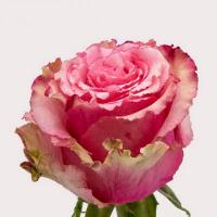 Троянда Вілд есперанс 40см Еквадор (шт, біло-рожевий)