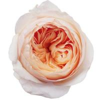 Троянда Піч гарден 60см. Еквадор  (шт, помаранчевий)