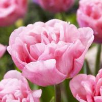 Тюльпан Mariage 30-40гр/30-40см Голландія  (шт, світло-рожевий)
