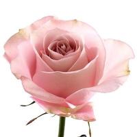 Троянда Сікрет Гарден 90см Еквадор (шт, рожевий)