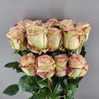 Троянда Тормента 80см Еквадор  (шт, біло-рожевий)