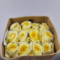 Троянда Елоу грассі 60см. Еквадор (шт, жовтий)
