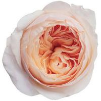 Троянда Джульєта 60см. Кенія (шт, персиковий)