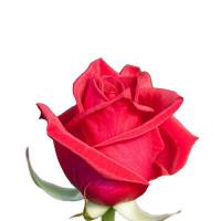 Троянда Черрі Лав 60см. Еквадор (шт, червоний)