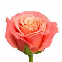 Троянда Міс піггі 50см. Флора Вест (шт, персиковий)
