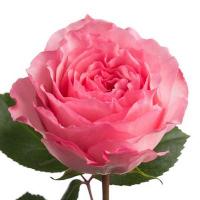 Троянда Квін Майра 60см. Еквадор (шт, рожевий)