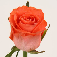 Троянда Шоу герл 80см. Еквадор  (шт, кораловий)