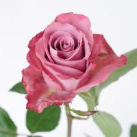 Троянда Пицера 70см. Еквадор (шт, бузковий)