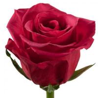 Троянда Росберрі 70см. Еквадор (шт, малиновий)