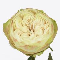 Троянда Кхела 70см. Еквадор (шт, білий)