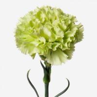 Гвоздика Green carnation 70-80 см. Колумбія  (шт, зелений)