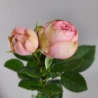 Троянда Лайт Пінк піано 45см. Харків (шт, світло-рожевий)