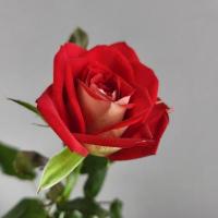Троянда Нью фешн 80 см. Флора Вест (шт, червоно-білий)