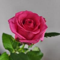 Троянда Каренза 70 см. Тандем  (шт, малиновий)