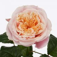 Троянда Ноттінг хіл 40см. Еквадор (шт, персиковий)