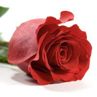 Троянда Валентина 70 см. Еквадор (шт, кремовий)