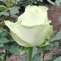 Троянда Аваланж 40 см. Камелія (шт, білий)