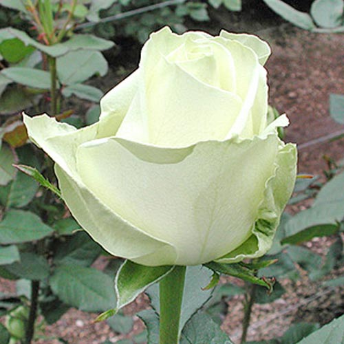 Роза белая Аваланж